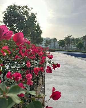 Soft Landscaping